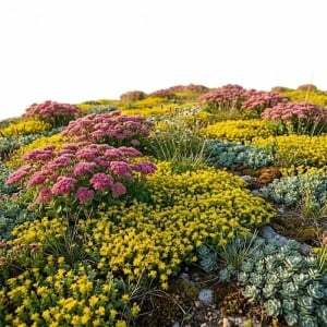 Sedum mix - Rozchodniki (0,03 g) seminte Sedum plante suculente acoperitoare de sol, Legutko