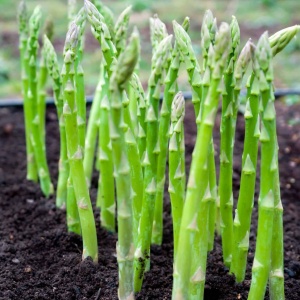 Sparanghel (0,2 g) seminte planta perena sparanghel fraged si gustos, Prima Sementi
