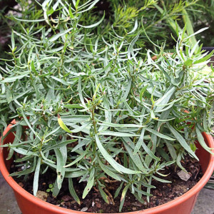 Tarhon (0,1 g), seminte planta aromatica perena Arthemisia dracunculus, foarte parfumat, Mefim Agro - Img 2