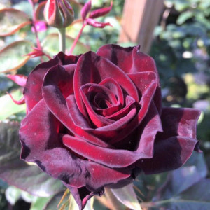 Trandafir Black Baccara (1 butas), trandafiri pepiniera, flori compacte, culoare rosu foarte inchis - Img 1