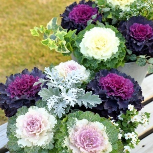 Varza decorativa - Kapusta Ozdobna (0,5 g) seminte Brassica oleracea, frunze extrem de frumoase, diverse culori, Legutko - Img 2