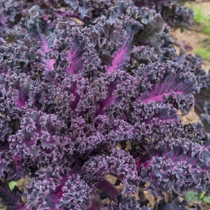 Varza kale Scarlet (1 g) seminte varza kale frunze intens crete violet-purpurii, Legutko - Img 2