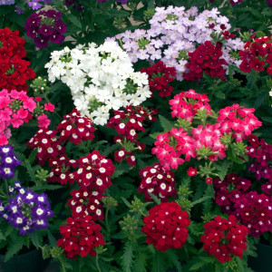 Verbena hybrida amestec de culori (0,5 g), seminte verbina pitica, flori mari, Kertimag - Img 2