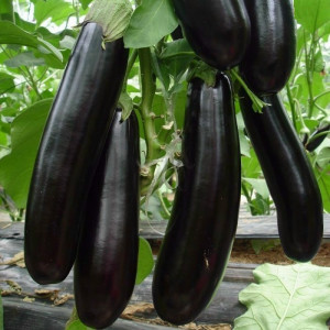Vinete Lagada (1 g), seminte soi semitimpuriu, vinete gust placut, Agrosem