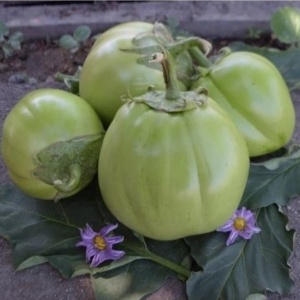 Vinete verzi Uspeh (1 g) seminte soi semitimpuriu foarte productiv, pulpa alba, seminte putine, Opal