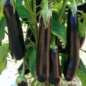 Vinete Violetta Lunga (2 g) seminte soi italian timpuriu, vinete lungi, subtiri, seminte putine, Prima Sementi