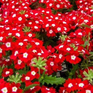 Werbena ogrodowa (0,3 g) seminte Verbena hybrida nana, flori superbe rosii cu ochi albi, Legutko - Img 2