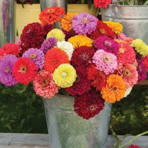 Zinnia - Carciumarese Elegans mix (0,7 g) seminte Zinnia elegans Lilliput, flori culori aprinse, Opal