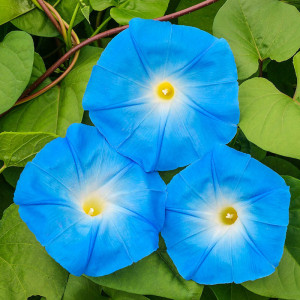 Zorele cataratoare albastre (1 g), seminte planta ornamentala Ipomoea blue urcatoare, flori mari culoare albastru intens, Opal