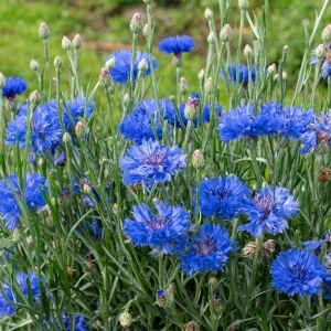 Albastrele (1 g) seminte Centaurea cyanus, flori albastre melifere, inflorire abundenta, Prima Sementi - Img 3