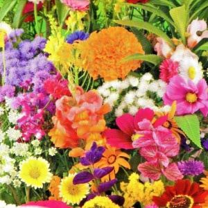 Amestec flori anuale mix (0,7 g), seminte plante ornamentale de vara, Prima Sementi - Img 4