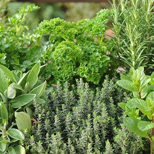 Amestec Plante Aromatice pe banda (2 x 2 m) seminte amestec de plante aromatice anuale si perene, Kertimag