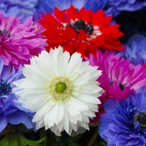 Anemone St. Brigid mixed (10 bulbi) bulbi anemone delicate, flori batute, divers colorate, Kertimag