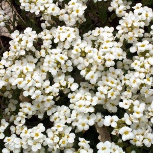 Arabis (0,4 g) seminte Arabis alpina flori albe si roz-violet parfumate, Opal - Img 4