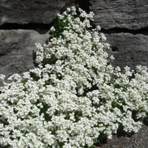 Arabis alba - Gesiowka alpejska (0,3 g) seminte Arabis alpina perena acoperitoare de sol, flori mici alb pur, Legutko - Img 5
