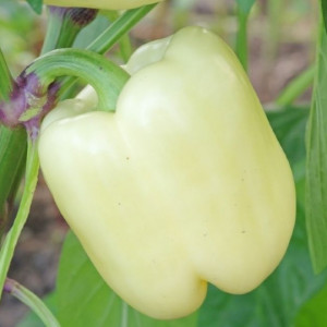 Ardei gras Getic (0,3 g), seminte soi timpuriu romanesc, productiv, Agrosem - Img 3