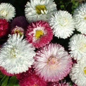 Banutei mix - Stokrotka Pospolita (0,1 g) seminte Bellis perennis flori mari, amestec de culori, Legutko - Img 4
