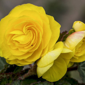 Begonie Double Yellow (3 bulbi), bulbi begonii flori batute, galbene, Agrosem - Img 3