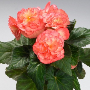 Begonie Picotee Pastel Salmon (2 bulbi) bulbi begonii cu flori mari duble, culoare spectaculoasa roz-somon, Agrosem