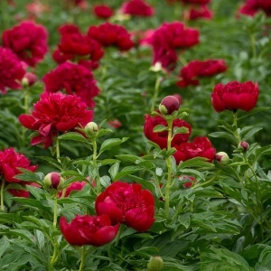 Bujori Red (1 bulb) bulbi bujori chinezesti flori parfumate mari, batute, culoare rosie, Kertimag - Img 4