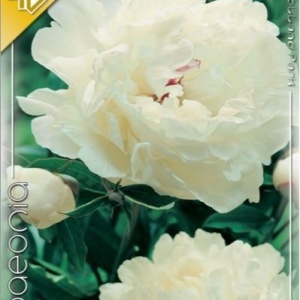 Bujori White (1 bulb) bulbi bujori chinezesti flori parfumate mari, batute, culoare alba, Kertimag - Img 2