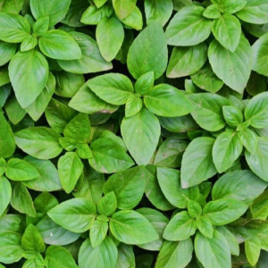 Busuioc (1 g) seminte planta aromatica busuioc verde, Opal