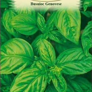 Busuioc Genovese (1,5 g), seminte planta aromatica busuioc verde frunze mari, aromate, Agrosem - Img 2