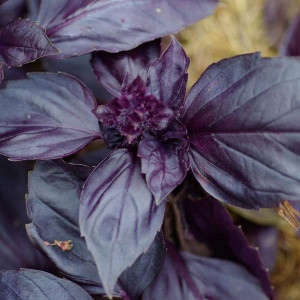 Busuioc rosu (0,4 g), seminte planta aromatica Ocimum basilicum, busuioc frunze culoare rosu inchis, aroma puternica, Agrosem - Img 1