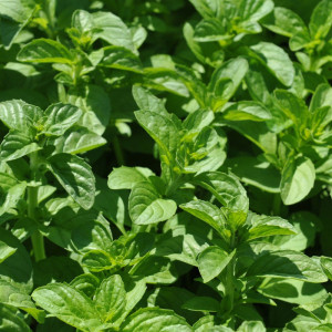 Busuiocul Cerbilor - Menta (0,15 g) seminte planta aromatica Mentha pulegium, pentru alimentatie, terapii, Opal
