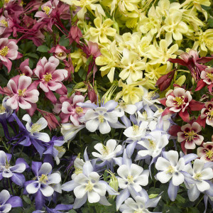 Caldarusa mix (0,05 g), seminte planta perena decorativa Aquilegia caerulea, flori viu colorate, Agrosem