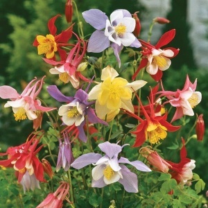Caldarusa mix (0,25 g) seminte Aquilegia vulgaris perena, flori cu forma unica, multicolore, Kertimag - Img 2