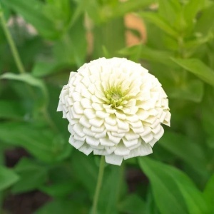 Carciumarese albe Polar Bear - Cynia Wytworna Daliowa (1 g) seminte Zinnia elegans cu flori mari alb imaculat, Legutko - Img 2