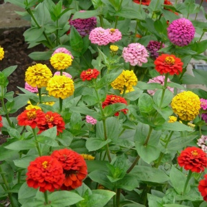 Carciumarese amestec de culori (2 g), seminte plante ornamentale Zinnia elegans, flori batute colorate, Kertimag - Img 4