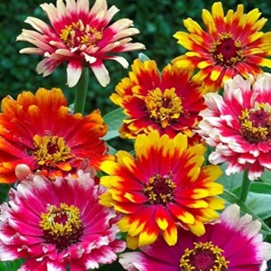 Carciumarese Caroussel - Cynia Wytworna (1 g) seminte Zinnia elegans cu flori extrem de frumoase, bicolore sau tricolore, culori vibrante, Legutko