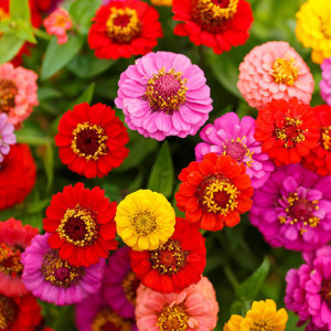 Carciumarese Lilliput mix (0,5 g), seminte plante ornamentale mici Zinnia elegans Lilliput, Agrosem