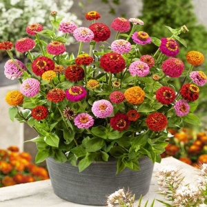 Carciumarese Lilliput mix (2 g) seminte Zinnia elegans, carciumarese flori mici batute, amestec de culori aprinse, Kertimag - Img 4