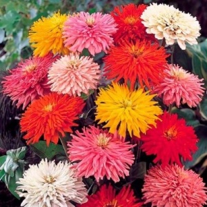 Carciumarese mix - Cynia Wytworna Chryzantemowa (1 g) seminte Zinnia elegans Ostrich cu flori mari aspect pana de strut, Legutko