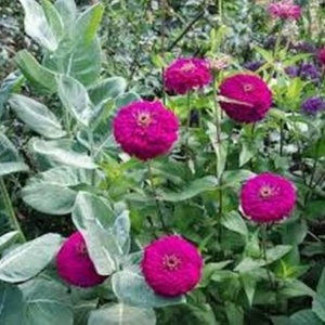Carciumarese mov Violet Queen (1 g) seminte Zinnia elegans, flori mari duble, violet-purpuriu intens, Legutko - Img 2