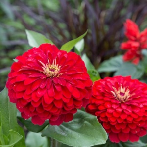 Carciumarese rosii (2 g) seminte Zinnia elegans, flori mari, batute, rosu intens, Kertimag - Img 3