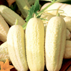 Castraveti cornichon albi Paris Small White (1,5 g), seminte soi timpuriu, fructe mici, albe, gustoase, Agrosem