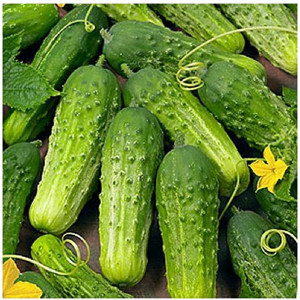 Castraveti cornichon Santana F1 (1 g), seminte hibrid crestere viguroasa, castraveti crocanti, Kertimag
