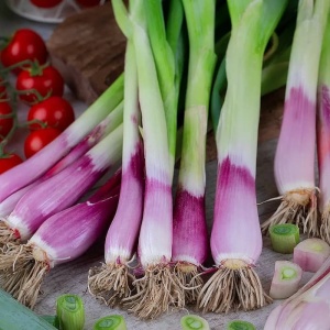 Ceapă perenă Red Toga