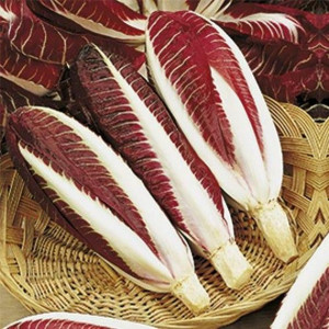 Cicoare Red Treviso Early (1 g), seminte soi cicoare pentru salate, culoare rosie, gust amarui, Agrosem - Img 1