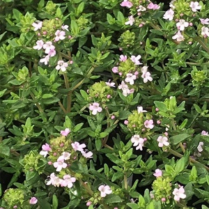 Cimbrisor (0,5 g), seminte planta aromatica perena Thymus vulgaris, cimbru de camp, lamaioara, Kertimag - Img 2