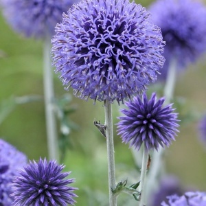 Ciulin Albastru - Przegorzan (1 g) seminte Echinops ritro cu flori globulare albastru-violet, Legutko - Img 2