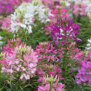 Cleome - Floarea Paianjen mix (0,2 g), seminte planta ornamentala anuala Cleome spinosa, flori foarte atractive, Agrosem