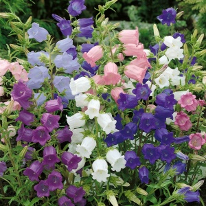 Clopotei de gradina mix - Dzwonek Ogrodowy (0,1 g) seminte Campanula medium, flori clopotei mari, culori pastel, Legutko - Img 2
