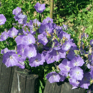 Clopotei de munte albastri (0,25 g), seminte Campanula carpatica, inflorire indelungata, Kertimag - Img 5