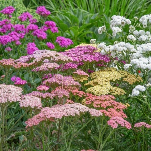 Coada Soricelului mix (1 g), seminte planta ornamentala perena Achillea millefolium, flori rosii, roz, albe, Kertimag