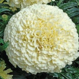 Craite Africane albe - Aksamitka Wzniesiona (0,3 g) seminte Tagetes erecta, craite inalte cu flori alb-crem Vanilla, Legutko